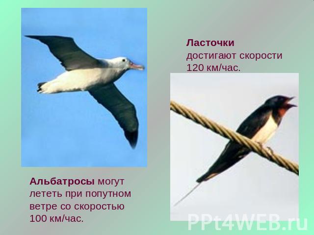 Ласточки достигают скорости 120 км/час.Альбатросы могут лететь при попутном ветре со скоростью 100 км/час.