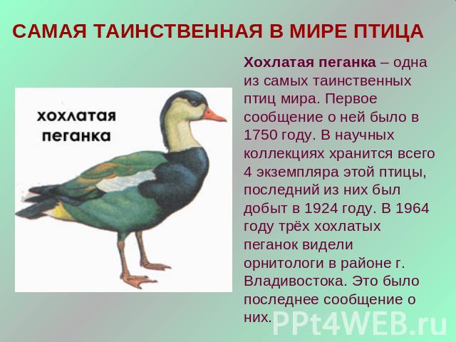 САМАЯ ТАИНСТВЕННАЯ В МИРЕ ПТИЦАХохлатая пеганка – одна из самых таинственных птиц мира. Первое сообщение о ней было в 1750 году. В научных коллекциях хранится всего 4 экземпляра этой птицы, последний из них был добыт в 1924 году. В 1964 году трёх хо…