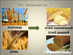 Что получают из…? пшеницаХлеб пшеничныйХлеб ржанойрожь