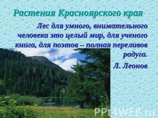Растения Красноярского края Лес для умного, внимательного человека это целый мир