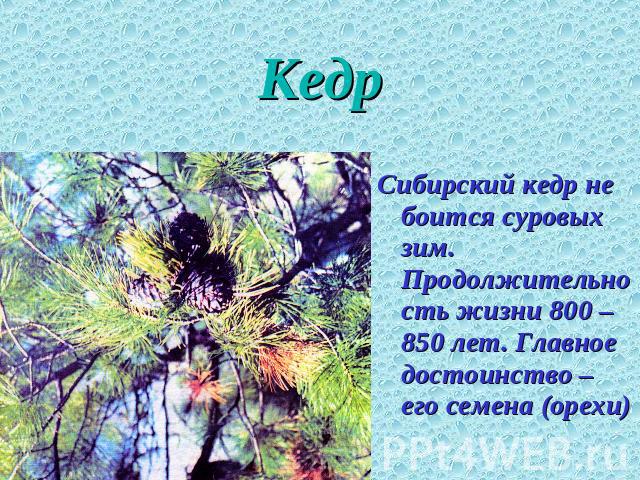 Кедр Сибирский кедр не боится суровых зим. Продолжительность жизни 800 – 850 лет. Главное достоинство – его семена (орехи)