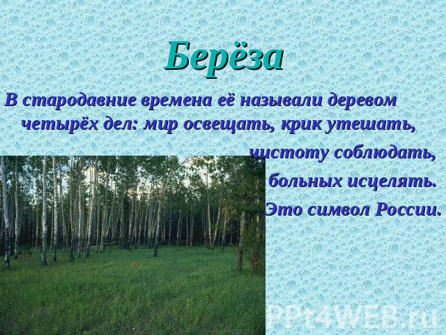 Берёза В стародавние времена её называли деревом четырёх дел: мир освещать, крик утешать, чистоту соблюдать, больных исцелять. Это символ России.