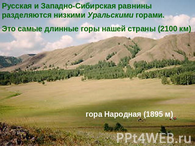 Русская и Западно-Сибирская равнины разделяются низкими Уральскими горами.Это самые длинные горы нашей страны (2100 км)гора Народная (1895 м)