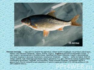 Плотва, плотица — вид рыб из семейства карповых. Имеет много подвидов, из которы