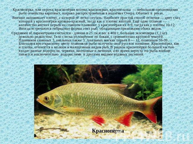 Рыбы краснодарского края фото и описание