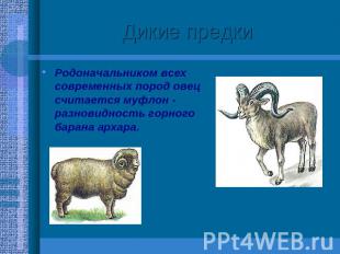 Дикие предки Родоначальником всех современных пород овец считается муфлон - разн