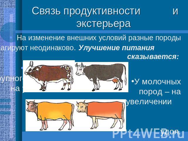 Связь продуктивности и экстерьера На изменение внешних условий разные породы реагируют неодинаково. Улучшение питания сказывается: У мясных пород крупного рогатого скота на увеличении массы.