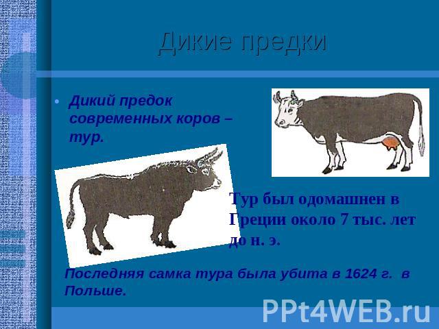 Дикие предки Дикий предок современных коров – тур.Тур был одомашнен в Греции около 7 тыс. лет до н. э.Последняя самка тура была убита в 1624 г. в Польше.