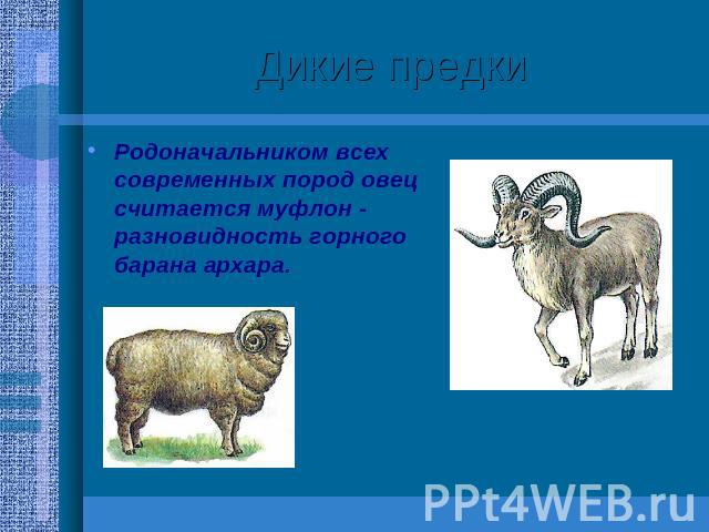 Дикие предки Родоначальником всех современных пород овец считается муфлон - разновидность горного барана архара.