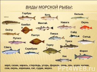 Виды морской рыбы: карп, сазан, карась, стерлядь, угорь, форель, линь, язь, щука