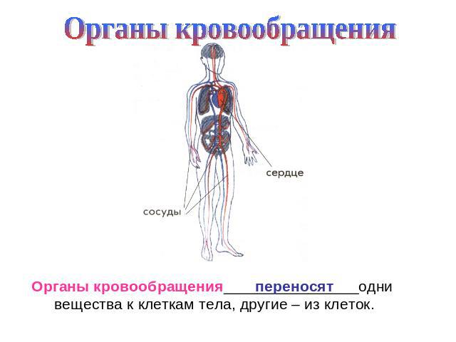 Органы кровообращенияОрганы кровообращения________________одни вещества к клеткам тела, другие – из клеток.