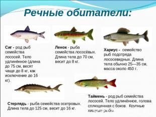 Речные обитатели: Сиг - род рыб семейства лососей. Тело удлинённое (длина до 75