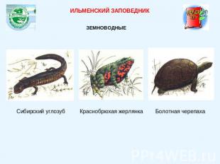 ИЛЬМЕНСКИЙ ЗАПОВЕДНИКЗЕМНОВОДНЫЕ Сибирский углозуб Краснобрюхая жерлянкаБолотная