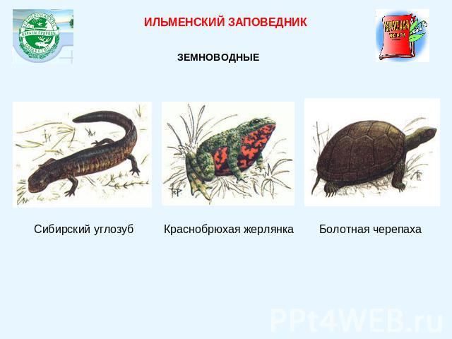 ИЛЬМЕНСКИЙ ЗАПОВЕДНИКЗЕМНОВОДНЫЕ Сибирский углозуб Краснобрюхая жерлянкаБолотная черепаха