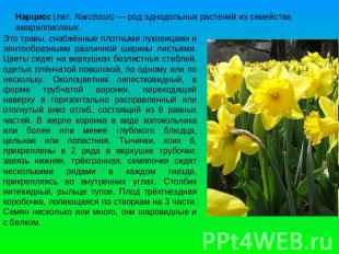 Нарцисс (лат. Narcissus) — род однодольных растений из семейства амариллисовых.