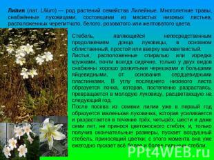 Лилия (лат. Lílium) — род растений семейства Лилейные. Многолетние травы, снабжё