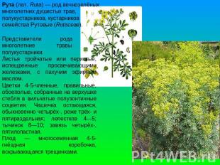 Рута (лат. Ruta) — род вечнозелёных многолетних душистых трав, полукустарников,
