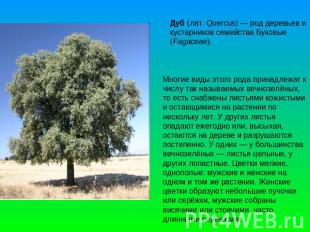 Дуб (лат. Quercus) — род деревьев и кустарников семейства Буковые (Fagaceae). Мн