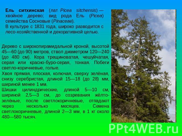 Ель ситхинская (лат. Picea sitchensis) — хвойное дерево; вид рода Ель (Picea) семейства Сосновые (Pinaceae).В культуре с 1831 года, широко разводится с лесо-хозяйственной и декоративной целью.Дерево с широкопирамидальной кроной, высотой 45—60 (до 90…