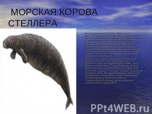 МОРСКАЯ КОРОВА СТЕЛЛЕРА Малоподвижное беззубое темно-бурое животное длиной до 10