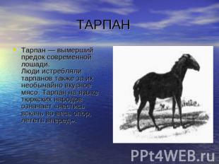 ТАРПАН Тарпан — вымерший предок современной лошади.Люди истребляли тарпанов такж