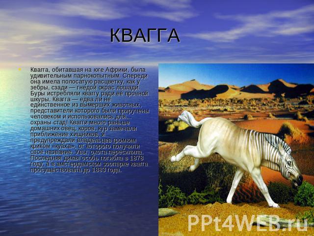 КВАГГА Квагга, обитавшая на юге Африки, была удивительным парнокопытным. Спереди она имела полосатую расцветку, как у зебры, сзади — гнедой окрас лошади. Буры истребляли кваггу ради её прочной шкуры. Квагга — едва ли не единственное из вымерших живо…