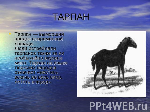 ТАРПАН Тарпан — вымерший предок современной лошади.Люди истребляли тарпанов также за их необычайно вкусное мясо. Тарпан на языке тюркских народов означает «нестись вскачь во весь опор, лететь вперед».