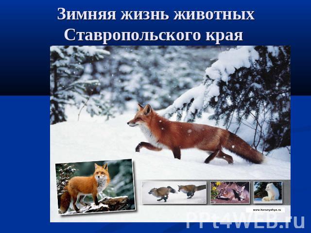 Зимняя жизнь животных Ставропольского края