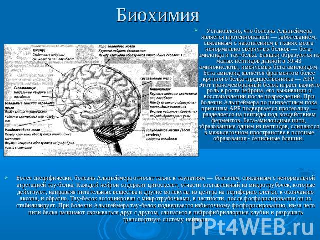 Биохимия Установлено, что болезнь Альцгеймера является протеинопатией — заболеванием, связанным с накоплением в тканях мозга ненормально свёрнутых белков — бета-амилоида и тау-белка. Бляшки образуются из малых пептидов длиной в 39-43 аминокислоты, и…