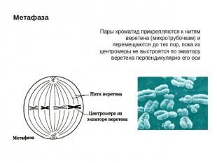 МетафазаПары хроматид прикрепляются к нитям веретена (микротрубочкам) и перемеща