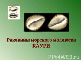 Раковины морского моллюска КАУРИ
