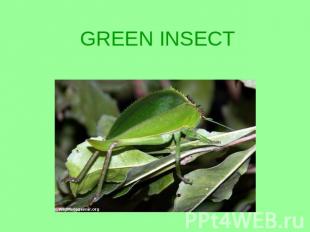 GREEN INSECT