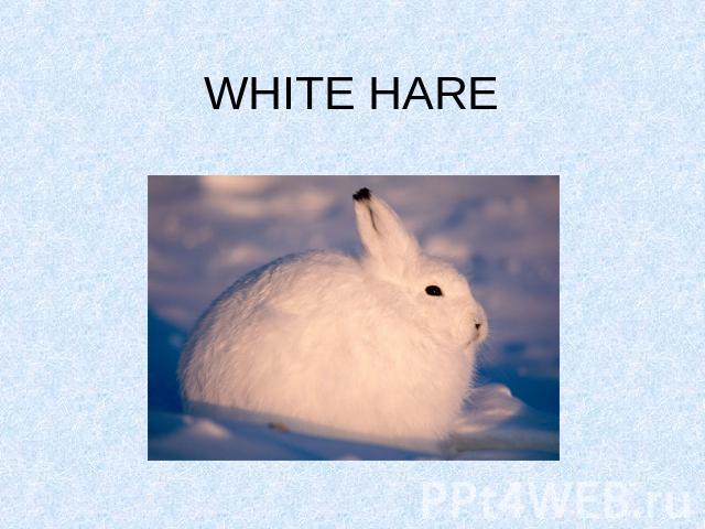 WHITE HARE