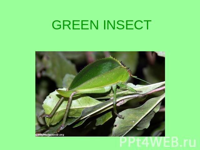 GREEN INSECT