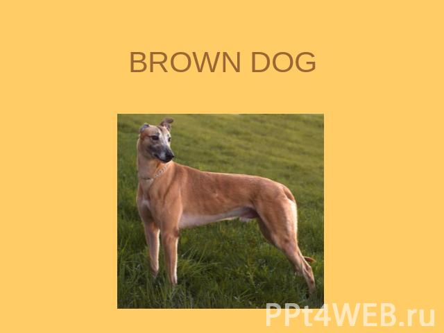 BROWN DOG