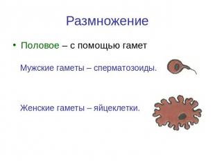 Размножение Половое – с помощью гаметМужские гаметы – сперматозоиды.Женские гаме