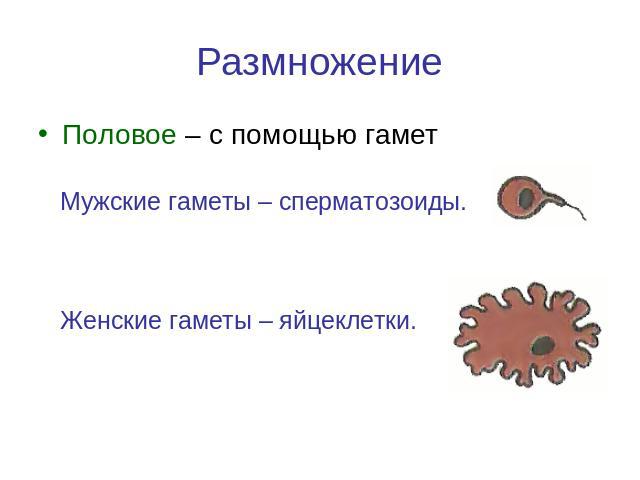 Размножение Половое – с помощью гаметМужские гаметы – сперматозоиды.Женские гаметы – яйцеклетки.