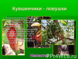 Кувшинчики - ловушки Тропическое растение-хищник непентес способно ловить не тол