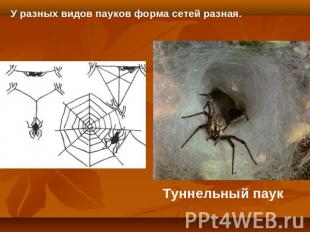 У разных видов пауков форма сетей разная.Туннельный паук