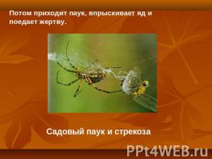 Потом приходит паук, впрыскивает яд и поедает жертву.Садовый паук и стрекоза