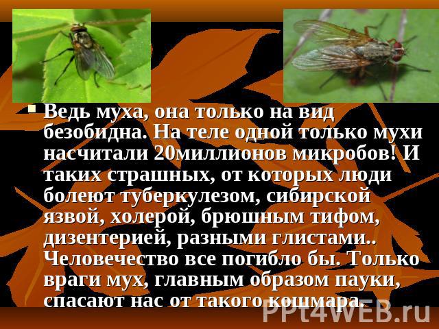Ведь муха, она только на вид безобидна. На теле одной только мухи насчитали 20миллионов микробов! И таких страшных, от которых люди болеют туберкулезом, сибирской язвой, холерой, брюшным тифом, дизентерией, разными глистами.. Человечество все погибл…