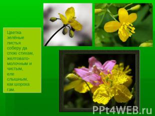 Цветка зелёные листьясоберу да спою стихам,желтовато-молочным и чистым,еле слышн
