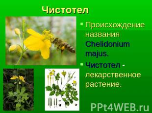 Чистотел Происхождение названия Chelidonium majus.Чистотел - лекарственное расте