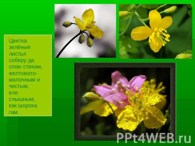 Цветка зелёные листьясоберу да спою стихам,желтовато-молочным и чистым,еле слышным, как шороха гам.