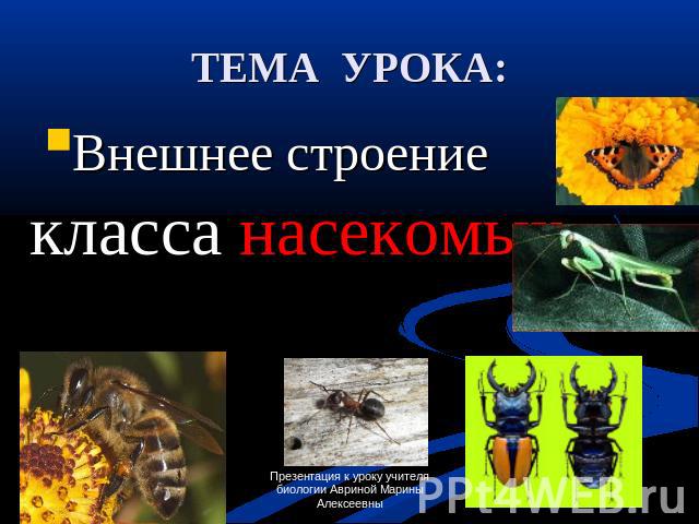 ТЕМА УРОКА: Внешнее строение класса насекомых
