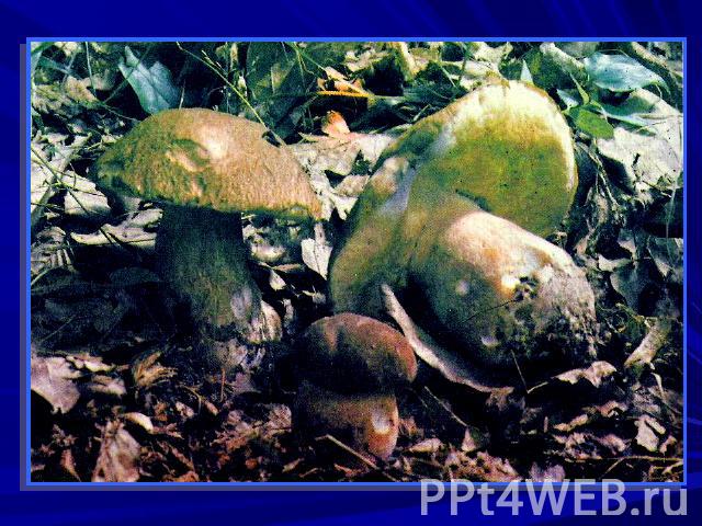 Строение грибов: Мицелий.Плодовое тело.? Из чего они состоят?