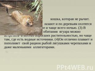(1)Ягуар единственная кошка, которая не рычит.(2) Хотя ягуары хорошо лазают и по