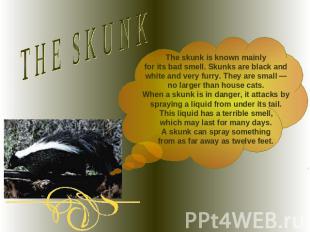 THE SKUNKThe skunk is known mainlyfor its bad smell. Skunks are black and white