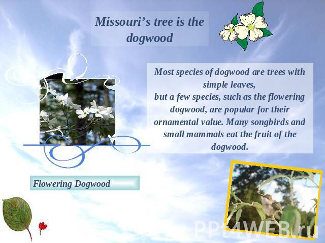 Missouri’s tree is the dogwoodMost species of dogwood are trees with simple leaves,but a few species, such as the flowering dogwood, are popular for their ornamental value. Many songbirds and small mammals eat the fruit of the dogwood.