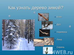 Как узнать дерево зимой? КленДубЧеремухаЛипаСирень